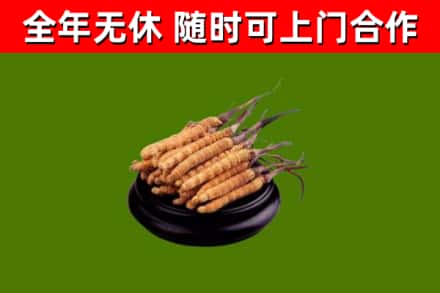 怀集县回收散虫草